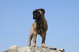 BULLMASTIFF 345